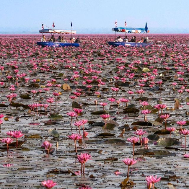 The Red Lotus Lake