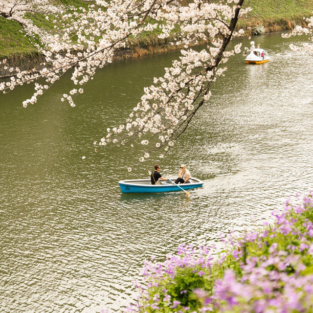 東京- 畫面最豐富的賞櫻地方