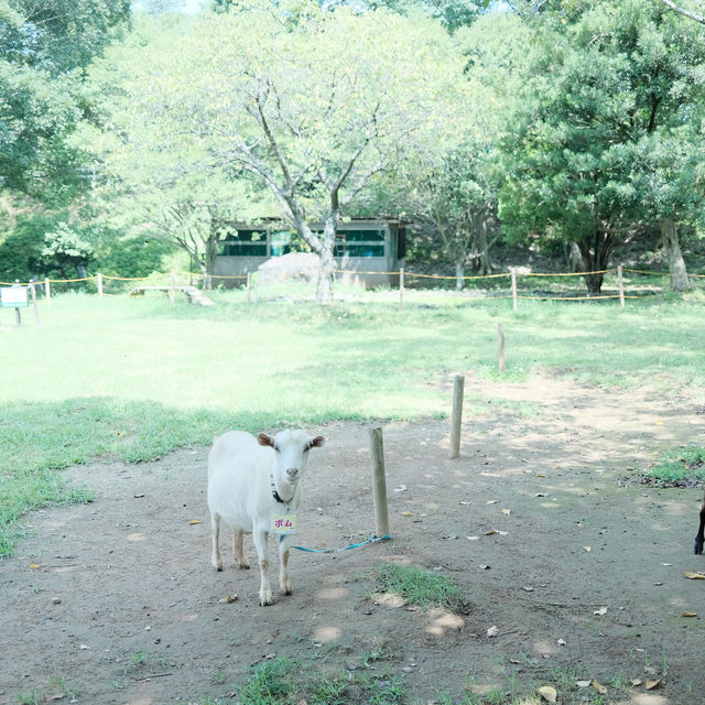 【千葉】関東のひまわり畑に行くなら「成田ゆめ牧場」へ🐮
