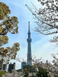 【東京】晴空塔：網紅地打卡，世界最高電視塔🔥🏖️