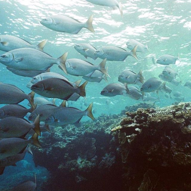 The Great Barrier Reef