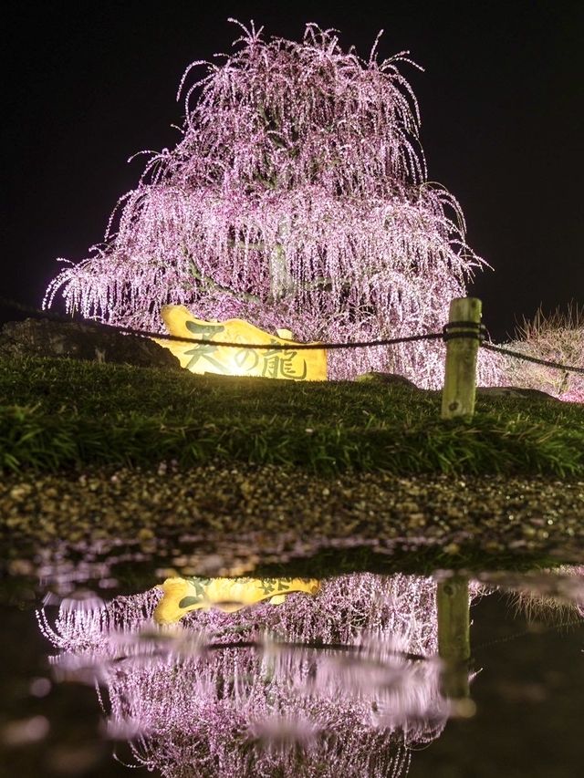 〜三重県鈴鹿市〜絶軽！200本の梅ライトアップ✨