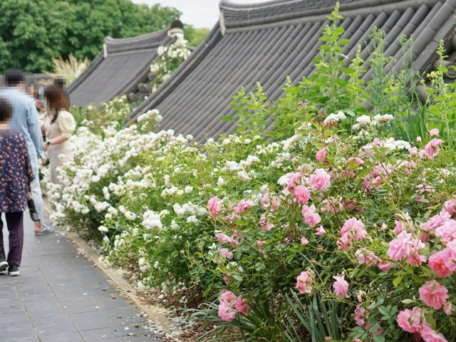 🌺 장미가 보고싶을때는 전주수목원 장미원