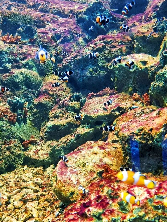 𝐁𝐚𝐧𝐠𝐬𝐚𝐞𝐧 𝐀𝐪𝐮𝐚𝐫𝐢𝐮𝐦 🐟🐠