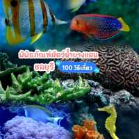 พิพิธภัณฑ์สัตว์น้ำบางแสน ชลบุรี