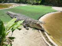 Crocodile Adventureland
