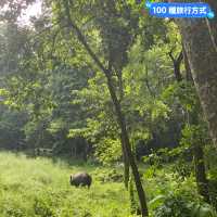 尼泊爾 奇旺國家公園 🏞️