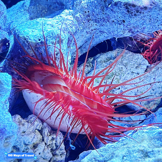  Dive into the Deep Blue: Okinawa Churaumi Aquarium Adventure 🇯🇵