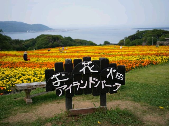 福岡 - 能古島賞萬壽菊及其他花