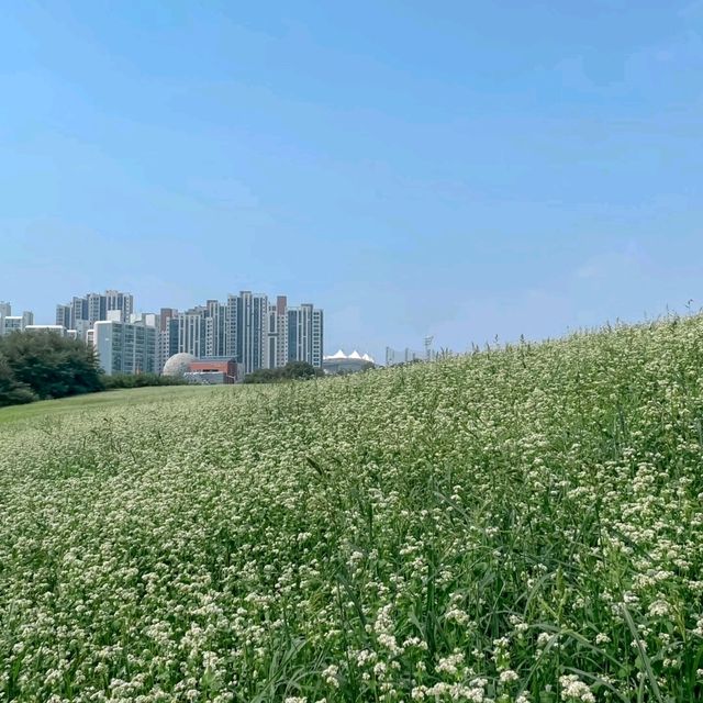 여기가 진정 인천?? 도심속 메밀꽃밭🤍💚