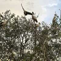 "Teluk Intan Bird View Cruise: A Scenic Journey for Birdwatching and Wildlife Encounters"