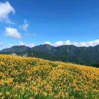 夏末限定，金色山脈充滿