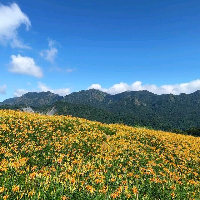 夏末限定，金色山脈充滿