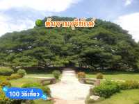 🌳 ต้นจามจุรียักษ์