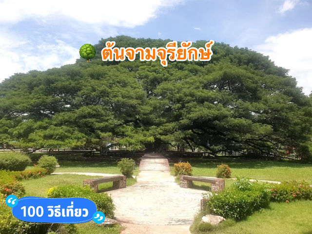 🌳 ต้นจามจุรียักษ์