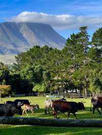 High Season Farm, South Africa 🐮🐄