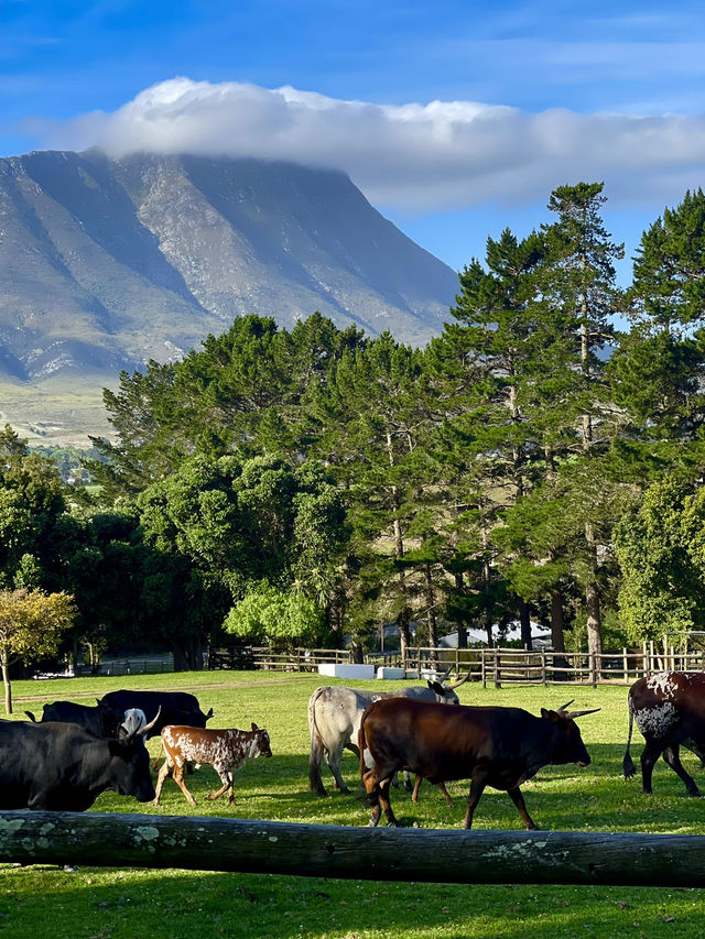 High Season Farm, South Africa 🐮🐄