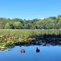 Lake Te Koo Utu, Cambridge, New Zealand