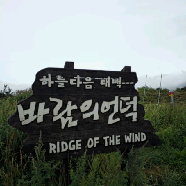 여름여행 태백의 매봉산 바람의 언덕