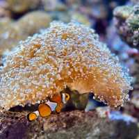 "Explore Marine Wonders at Underwater World Langkawi"