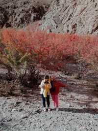 Travelling to Ladakh? Then you must come in autumn season