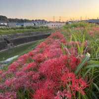 日本矢勝川堤の彼岸花——秋日裡的絕美賞花勝地