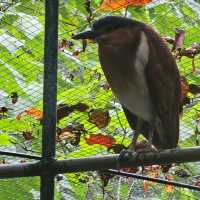 Zoobic Safari - The Jungle Outta City.