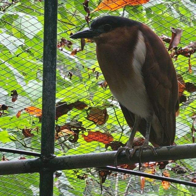 Zoobic Safari - The Jungle Outta City.