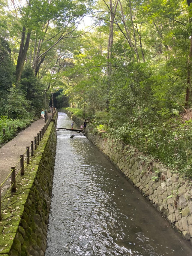 【世田谷区】都会を忘れる23区内唯一の自然渓谷🌳