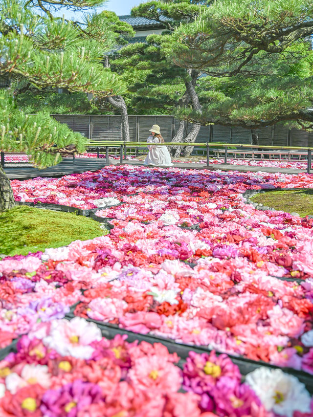 【期間限定】感動の絶景広がる🌼 欲張りに2種類たのしむのがおすすめ🫶🏻🌸✨ 