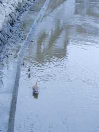 日本靜岡縣：在復古的柳樹林道「佩里之路」散步