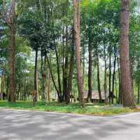 ภูหินร่องกล้า - ลานกางเต็นท์กลางป่าสน