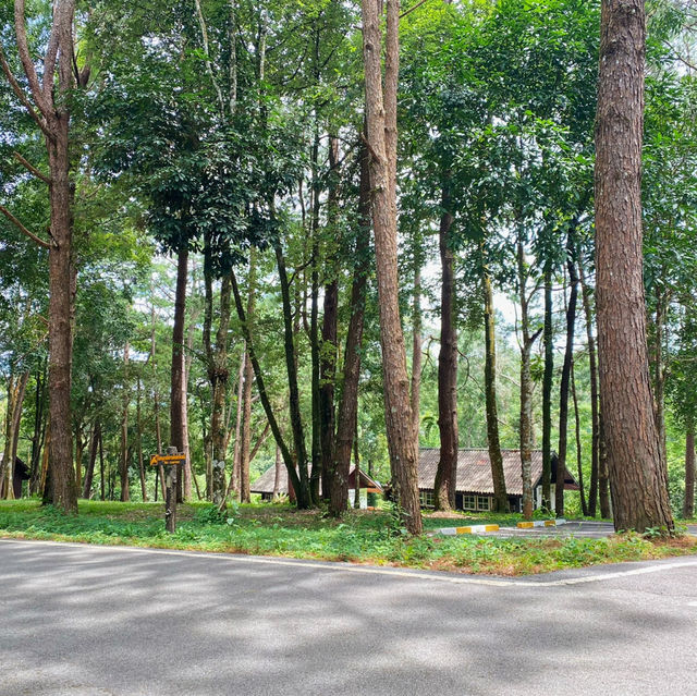 ภูหินร่องกล้า - ลานกางเต็นท์กลางป่าสน