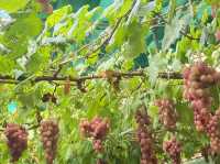 【山梨🇯🇵】ぶどう狩りバスツアー！🍇