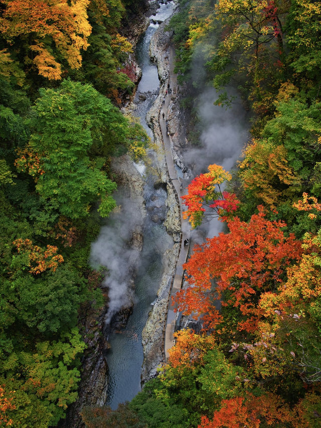 【秋田】橋の上から見る紅葉の景色は圧巻‼️東北トップクラスの紅葉スポット✨※攻略付き