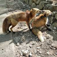 【宮城】蔵王キツネ王国🦊