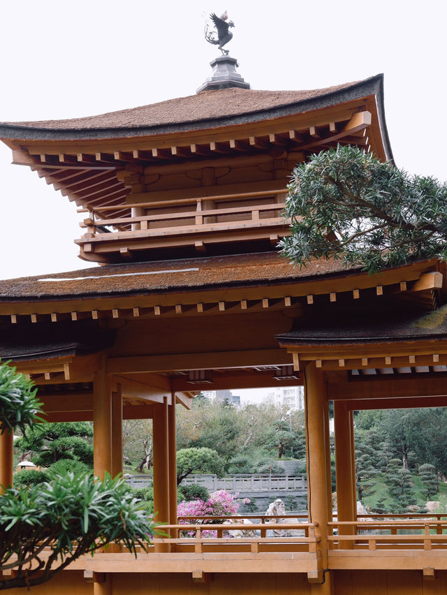 Nan Lian Garden สวนจีนโบราณในฮ่องกง