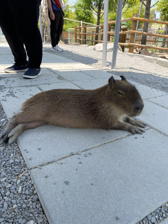 《星夢森林》：近距離與動物的互動體驗