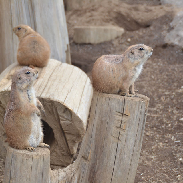 日本平（静岡）/日本平動物園