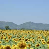 ทุ่งทานตะวันไร่วิชาญ