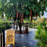 ที่เที่ยวเปิดใหม่ทานอาหารในไร่ชา PASSA Mae On