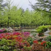 Romance & Scenic Charm: My Magical Day at Nami Island!