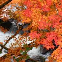 筑紫耶馬溪，擁有清澈的溪流和獨特的紅葉美景