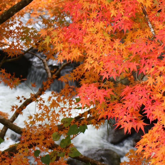筑紫耶馬溪，擁有清澈的溪流和獨特的紅葉美景