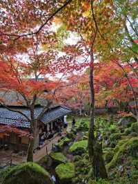 【紅葉特集】一生に一度は行きたい‼️聖徳太子ゆかりの紅葉スポット🍁