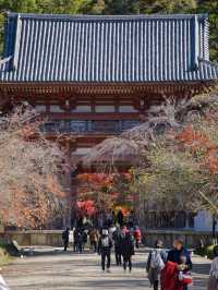 【ここ行って】桜もいいけどモミジもおすすめ‼️豊臣秀吉が残した形見の絶景🍁