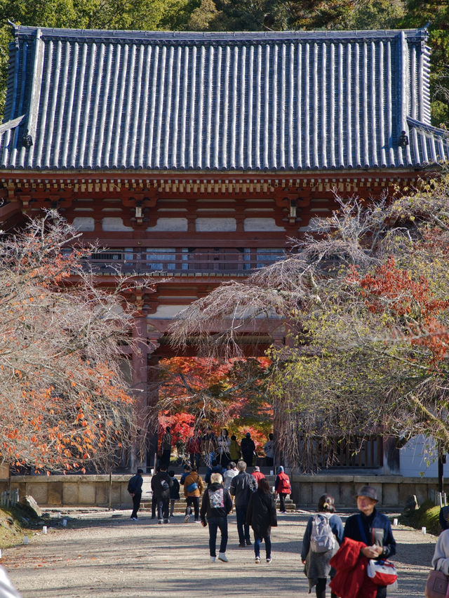 【ここ行って】桜もいいけどモミジもおすすめ‼️豊臣秀吉が残した形見の絶景🍁
