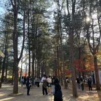 A Beautiful Escape: Nami Island Review