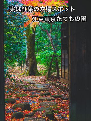 【原來這裡是賞楓秘境！】不論男女老少都能玩得盡興！江戶東京建築園