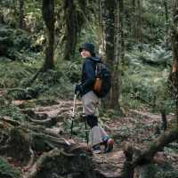 Mardi Himal Trek 